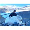 Image 1 : Alaska Chugach Mountain Goat Special Permit (SG800)