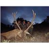 Image 1 : Spain 3-Day Mouflon Sheep or Red Stag Hunt for One Hunter and One Observer