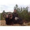 Image 3 : Spain 3-Day Mouflon Sheep or Red Stag Hunt for One Hunter and One Observer