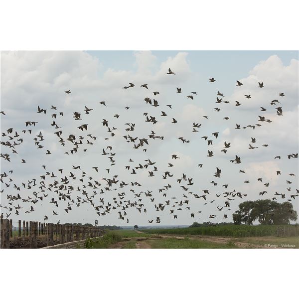 Argentina 3-Day Dove Hunt for Two Hunters at Tucuman Lodge