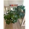 Image 1 : Live Umbrella Plant in Large Planter
