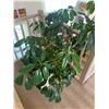 Image 3 : Live Umbrella Plant in Large Planter