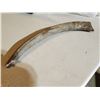 Image 1 : Mastadon Tusk From Taylor B.C.