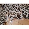 Image 4 : Say Shamee Leopard Pelt Cat A