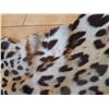 Image 5 : Say Shamee Leopard Pelt Cat A