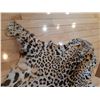 Image 7 : Say Shamee Leopard Pelt Cat A