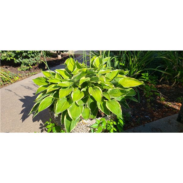 Exposed Agrigate Concrete Planter Cat C