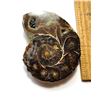 Image 1 : 30)  NATURAL AMMONITE FOSSIL SPECIMEN, 45 G