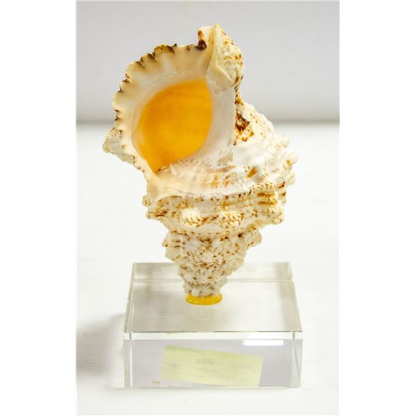 SEA SHELL ON STAND 6" TALL