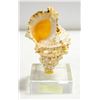 Image 1 : SEA SHELL ON STAND 6" TALL