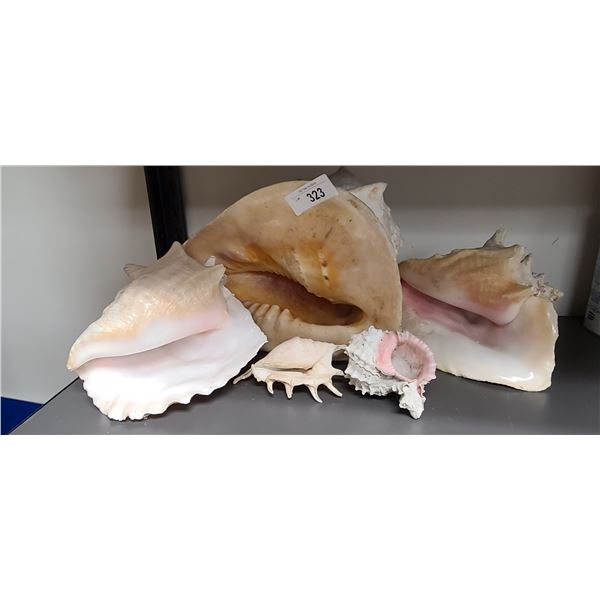 FIVE CONCH SHELLS