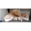 Image 1 : FIVE CONCH SHELLS