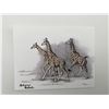 Image 1 : Sherry Steele signed Giraffes Postcard