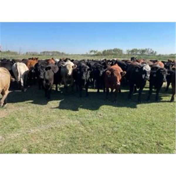 Ranchers Livestock Ltd. - 1075# Steers - 116 Head (Cromer, MB)