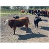 Image 9 : Ranchers Livestock Ltd. - 1075# Steers - 116 Head (Cromer, MB)
