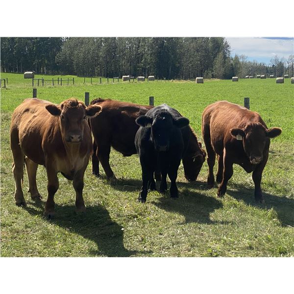 Eagle Creek Ranching Ltd. - 1050# Steers - 18 Head (Sundre, AB)