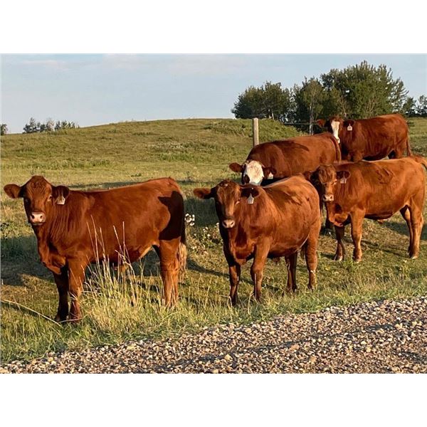 Bar 3 Ranches - 1040# Steers - 240 Head (Stettler, AB)