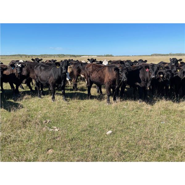 Ron & Brenda Jonsson - 1025# Steers - 60 Head (Steep Rock, MB)