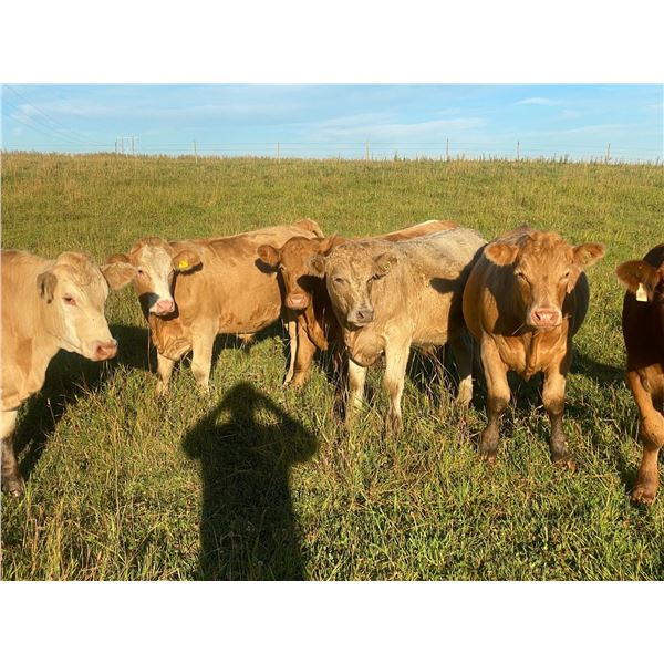 Jeff & Jenise Robertson - 980# Steers - 63 Head (Gainford, AB)