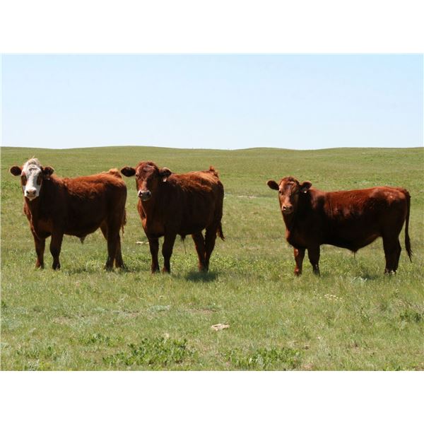 McIntyre Ranch - 965# Steers - 250 Head (Magrath, AB)