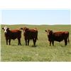 Image 1 : McIntyre Ranch - 965# Steers - 250 Head (Magrath, AB)