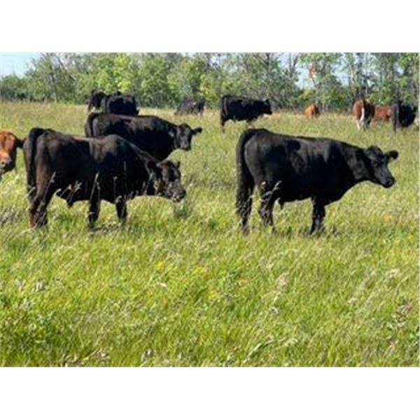 Ranchers Livestock Ltd. - 900# Steers - 260 Head (Cromer, MB)