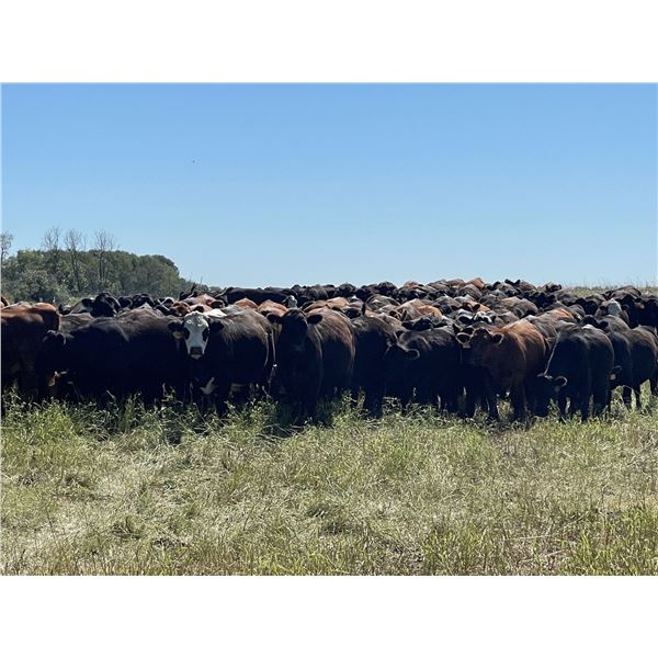 Richards Family Farm & Livestock Ltd. - 900# Steers - 140 Head (Bangor, SK)