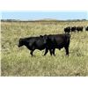 Image 4 : Richards Family Farm & Livestock Ltd. - 900# Steers - 140 Head (Bangor, SK)