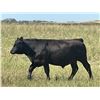 Image 5 : Richards Family Farm & Livestock Ltd. - 900# Steers - 140 Head (Bangor, SK)