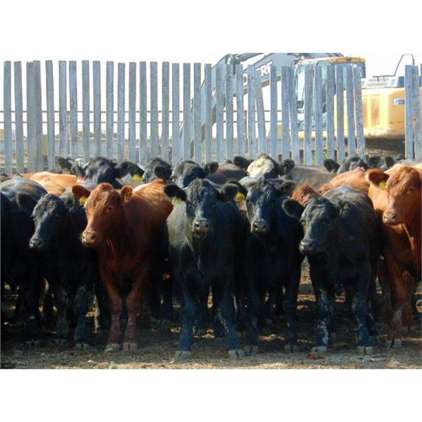 Rafter C Cattle Co. - 850# Steers - 43 Head (Lafleche, SK)