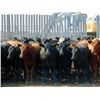 Image 1 : Rafter C Cattle Co. - 850# Steers - 43 Head (Lafleche, SK)