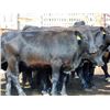 Image 3 : Rafter C Cattle Co. - 850# Steers - 43 Head (Lafleche, SK)