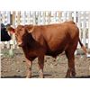 Image 5 : Rafter C Cattle Co. - 850# Steers - 43 Head (Lafleche, SK)