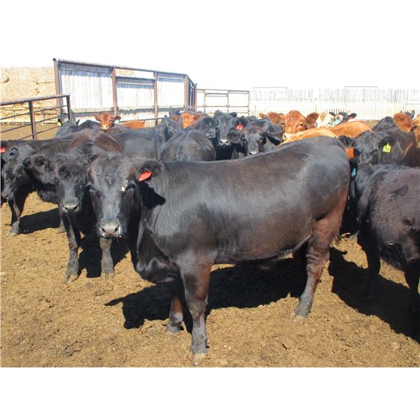 Douglass Agro - 1027# Heifers - 321 Head (Gem, AB)