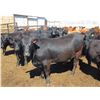 Image 1 : Douglass Agro - 1027# Heifers - 321 Head (Gem, AB)