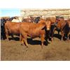 Image 2 : Douglass Agro - 1027# Heifers - 321 Head (Gem, AB)