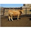 Image 3 : Douglass Agro - 1027# Heifers - 321 Head (Gem, AB)