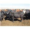 Image 4 : Douglass Agro - 1027# Heifers - 321 Head (Gem, AB)