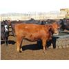 Image 5 : Douglass Agro - 1027# Heifers - 321 Head (Gem, AB)