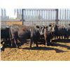 Image 7 : Douglass Agro - 1027# Heifers - 321 Head (Gem, AB)