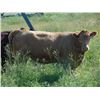 Image 7 : Cross Coulee Ranching - 975# Heifers - 150 Head (Duchess, AB)