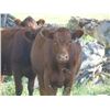 Image 9 : Cross Coulee Ranching - 975# Heifers - 150 Head (Duchess, AB)