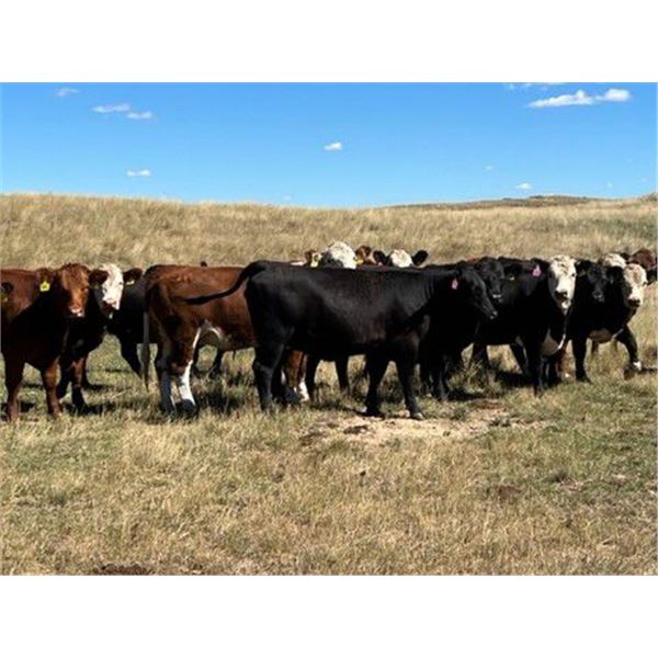 Hickory Corner Farms - 975# Heifers - 150 Head (Old Wives, SK)