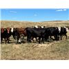 Image 1 : Hickory Corner Farms - 975# Heifers - 150 Head (Old Wives, SK)