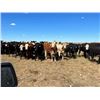 Image 3 : Hickory Corner Farms - 975# Heifers - 150 Head (Old Wives, SK)