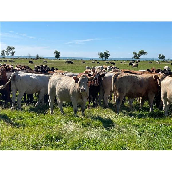 Jonsson/Nickel Farms - 970# Heifers - 320 Head (Oakview, MB)