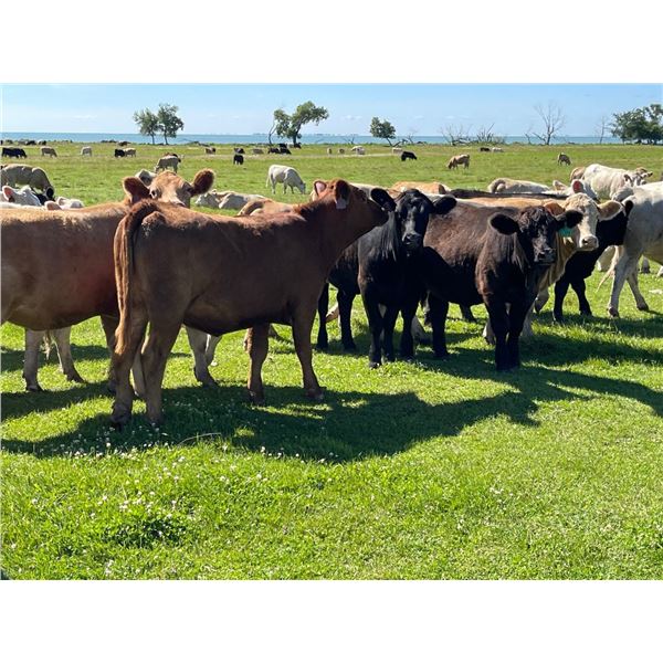 Jonsson/Reykdal - 920# Heifers - 210 Head (Oakview, MB)