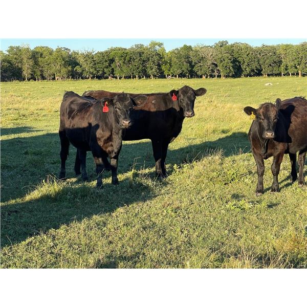 Jonsson/Lang Ranch - 910# Heifers - 70 Head (Oakview, MB)