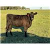 Image 4 : Jonsson/Lang Ranch - 910# Heifers - 70 Head (Oakview, MB)