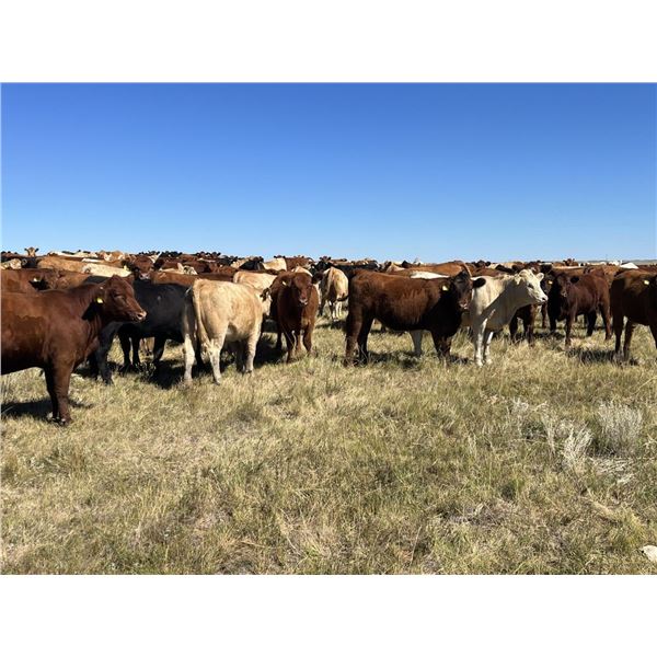Crisp Ranches - 940# Heifers - 115 Head (Monitor, AB)